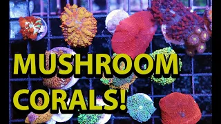 Keeping Mushroom Corals  One Of The Easiest Corals Ever