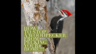 How to stop Woodpeckers from pecking your home