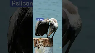 Pelican (Pelecanus occidentalis)| #nature #world #bird #birds #pelican #sea #ocean