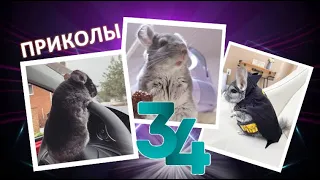 Лучшие приколы про ШИНШИЛЛ! Смешные ШИНШИЛЛЫ! Funny chinchillas❤#34