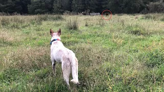 10 Minute Pigs For The Puppy // NZ Pig Hunting