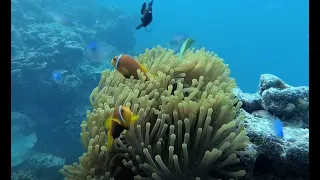 Рыба-клоун и актиния Clownfish Anemonefish