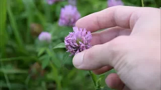 5 Medicinal Plants And Herbs You Can Find In Your Yard