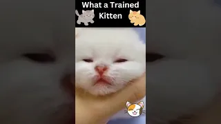 😂🧡Funny Animal Video__2022😺🧡Funny cat Video| What a Trained Kitten| Funniest cat 2022🧡😂#shorts