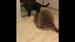 Fat Raccoon