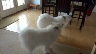 Atka & Nuka howl at - an old video of them howling at - an even older video of them howling.