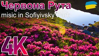 Red Ruta | music in Sofiyivsky Rark of Ukraine | Chervona Ruta