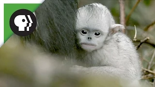 Baby Snub-nosed Monkeys