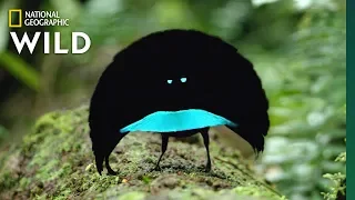 Rare Footage of New Bird of Paradise Species Shows Odd Courtship Dance | Nat Geo Wild