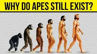 If Humans Evolved From Apes, How Do Apes Still Exist? | Braintastic Investigates