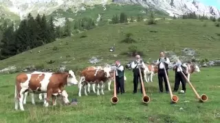 Innocent Alphorn Players attacked by Savage Cows