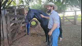 Comprei um Mangalarga Marchador PRETO