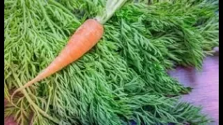 Польза морковной ботвы.