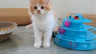 Funny kitten playing ball