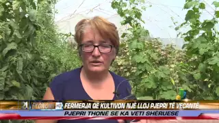 FERMERJA QE KULTIVON NJE LLOJ PJEPRI TE VECANTE 13.06.2016