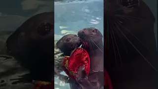 REALLY CUTE SEAL HOLDING A HEART :3 tiktok by seals.inc