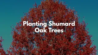 Planting Shumard Oak Trees in the Backyards of South Texas