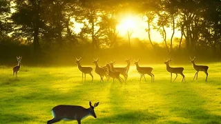 The Remarkable World of Deer: Unveiling Nature's Mysteries