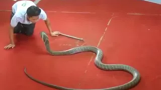 kiss king cobra at the phuket snake farm thailand