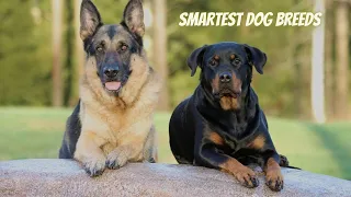 Smartest Dog Breeds with genius IQ - Easiest to train
