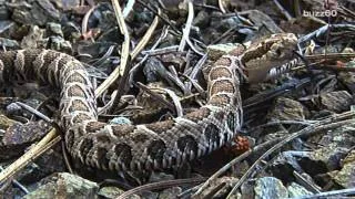 Electrocuted Snake Found Trying to Eat Another Electrocuted Snake