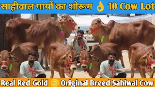 साहिवाल गायों के शोरूम से खरीदो 24 कैरेट सोने जैसी गाय 👌 New Lot 10 Top Class Sahiwal Cow For Sale