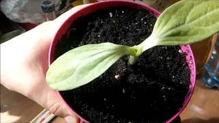 Прививка огурца на тыкву Лагенарию.  Grafting a cucumber on a pumpkin Lagenaria.