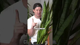 How to fix a LEANING SNAKE PLANT! Full video is up! #houseplants