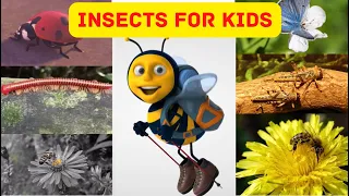 learn insects for kids  | insects & Insects names  #insectsnameinenglish