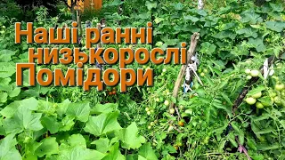 Ранні низькорослі помідори на 22 липня///Різниця між ранніми і помідорам висадженими після 20 травня