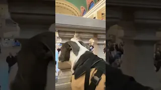 Dog Loves People Watching at Grand Central Terminal in #NYC #dogshorts #doglovers