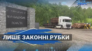 Цифровізація лісової галузі – для контролю над законністю порубок