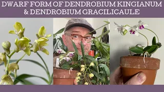 The dwarf form of Dendrobium kingianum!