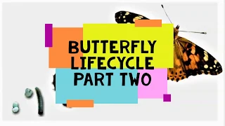 Butterfly Life Cycle- Chrysalis to Butterfly- Metamorphosis PART 2