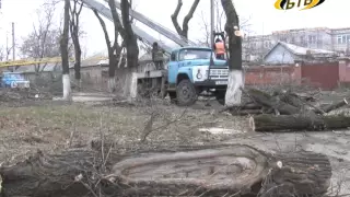 Cрубка сухих деревьев и посадка новых саженцев