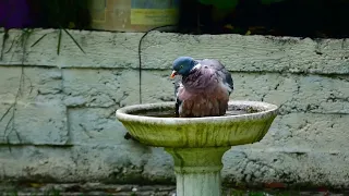 Bathing Wood Pigeon