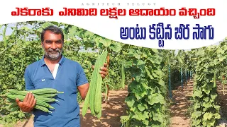 8 ఎకరాల బీర 80 లక్షల ఆదాయం | Ridge Gourd Farming with Grafting Plants | AgriTech Telugu