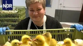 Neustart auf dem Gänsehof - Einsatz nach der Vogelgrippe | Die Nordreportage | NDR