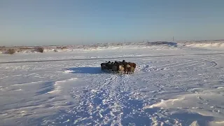 Поение овец "баранов"зимой, сколько раз в сутки нужно поить овец в зимний период.