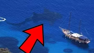 10 Megalodons Caught on Camera & Spotted in Real Life (Giant Shark Caught on Tape)