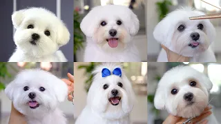 6 cutest puppy haircut  for maltese!!✂️❤️🐶