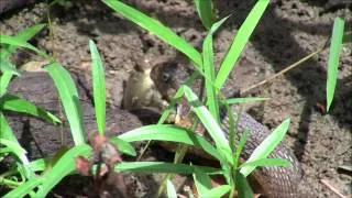 Snake trying to eat catfish