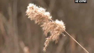 Охота на вальдшнепиной тяге. Весенняя охота на вальдшнепа . 2018