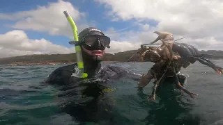 underwater foraging UK - lobster foraging courses!