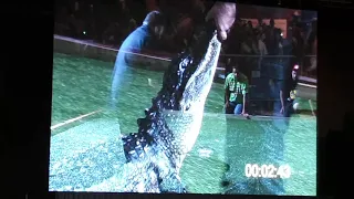 Pow wow! Freestyle Alligator wrestling competition Seminole Hardrock Hollywood