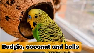 Budgie, coconut and bells / Волнистый попугайчик, кокос и колокольчики