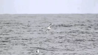 Northern Fulmar (slo-mo)