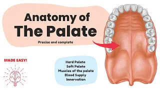 Anatomy of the Palate (Short & Complete) | Human Anatomy