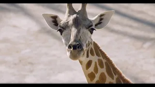 Happy World Giraffe Day from Auckland Zoo!