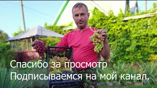 Как усилить рост и развитие вегетирующего саженца винограда.